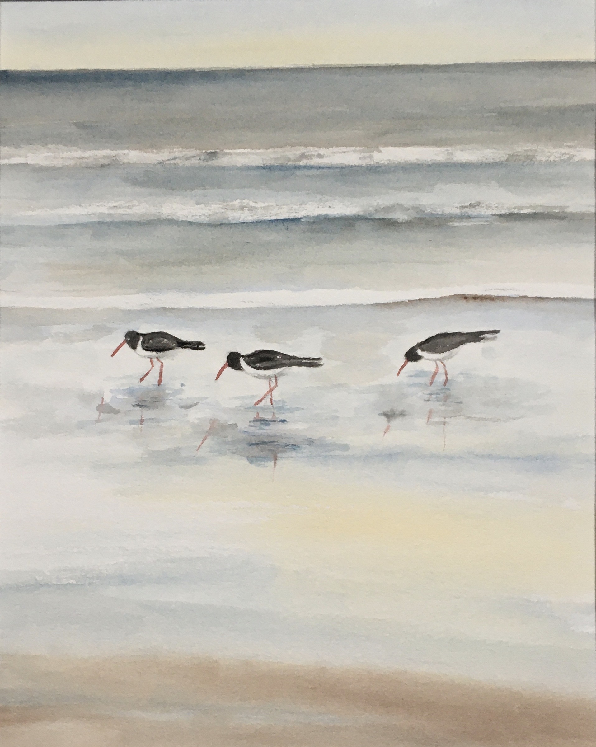 Austernfischer auf der Suche 29x23 2025