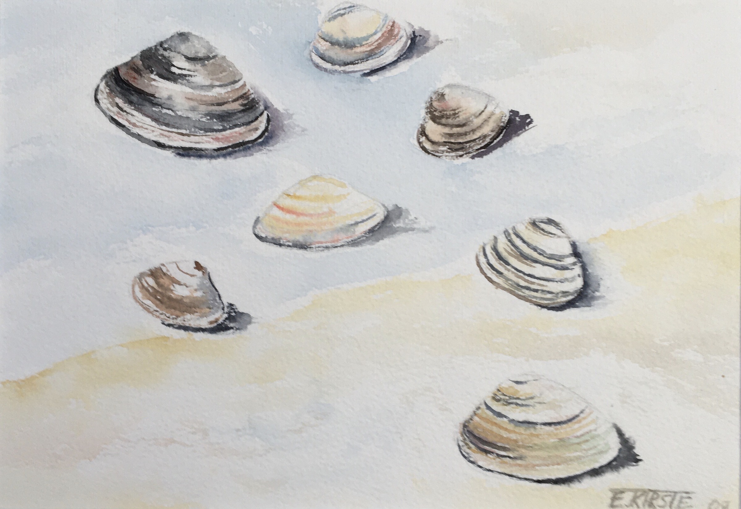 Plattmuscheln 23x16 2009