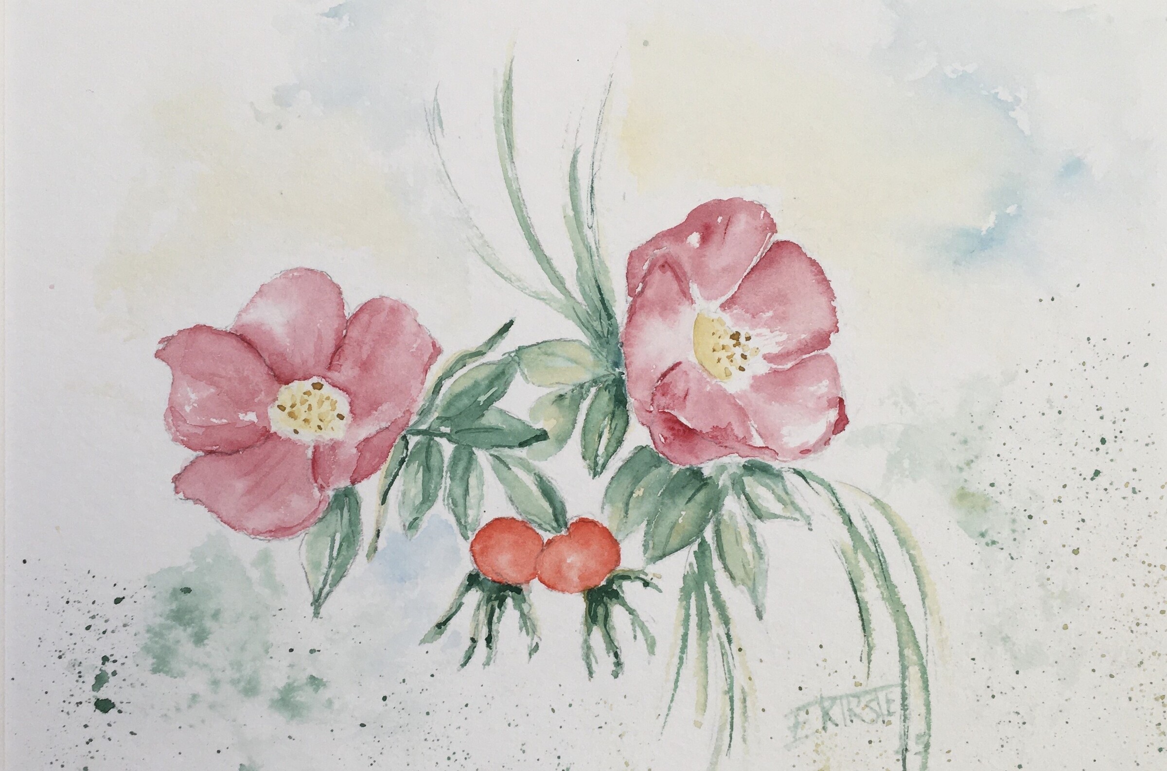 Heckenrose 24x17 2025