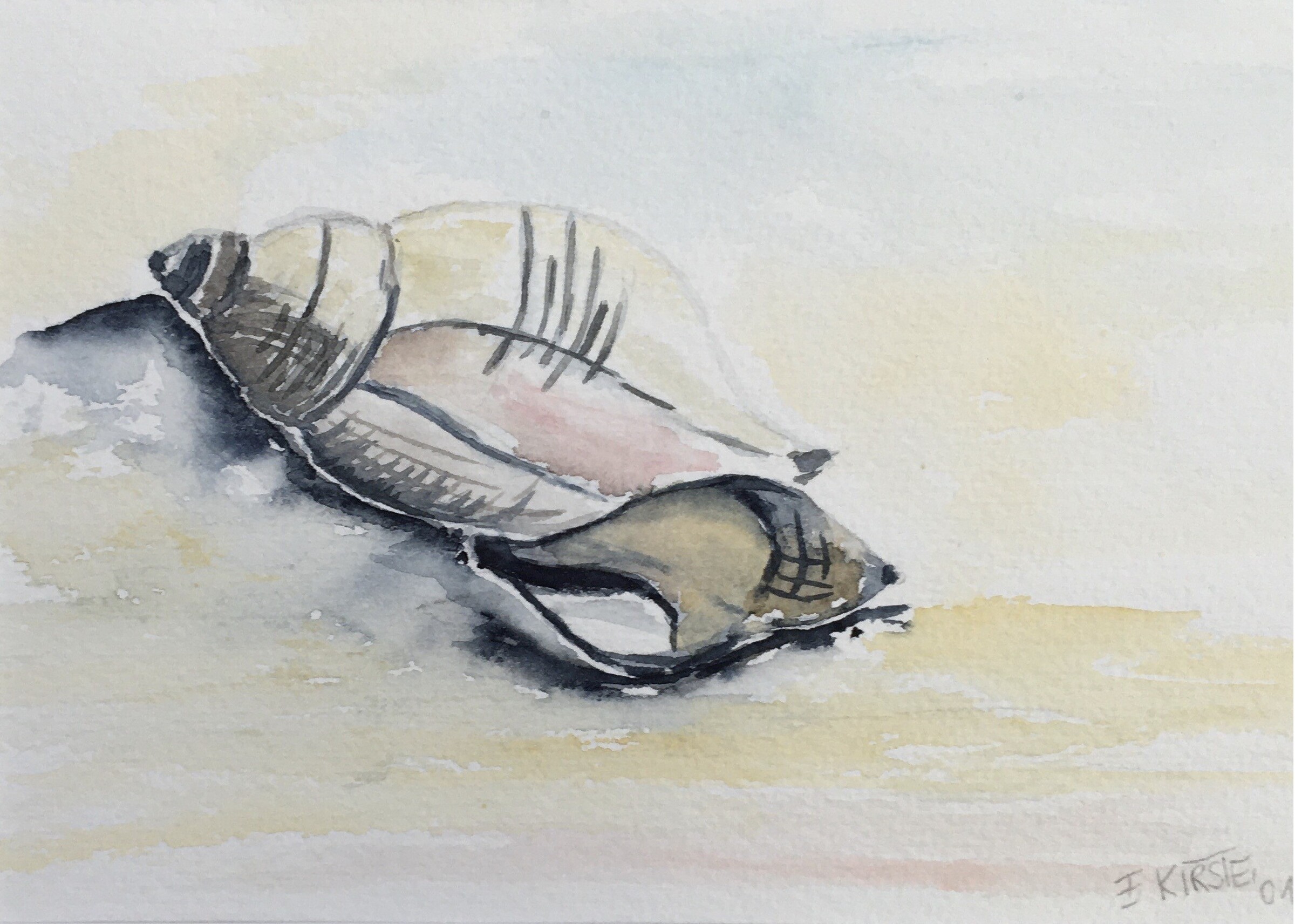 Zwei Wellhornschnecken 17x12 2001